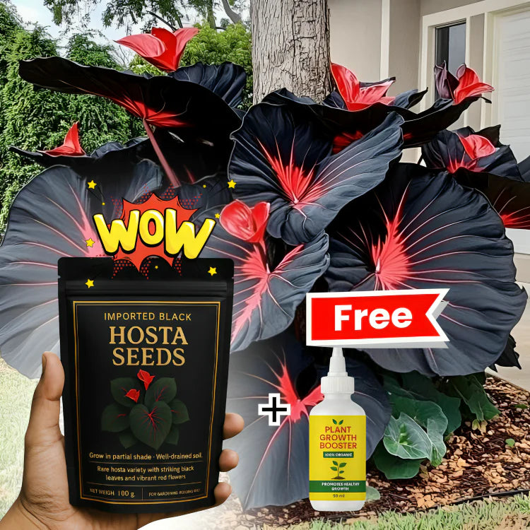 Imported Hosta Flower Seeds + Free Plant Growth Boost Supplement
