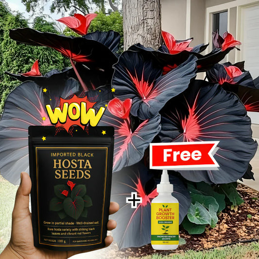 Imported Hosta Flower Seeds + Free Plant Growth Boost Supplement