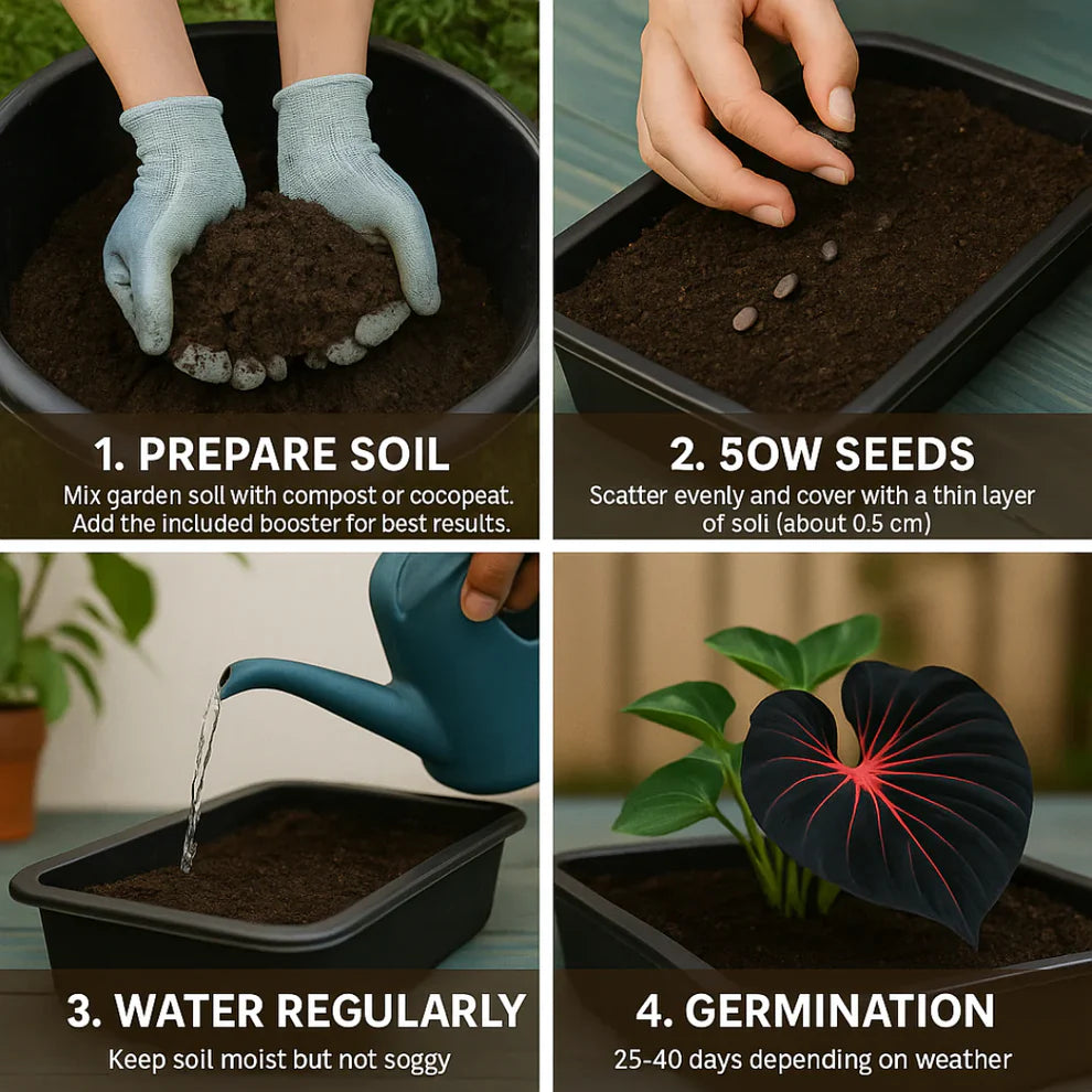 Imported Hosta Flower Seeds + Free Plant Growth Boost Supplement