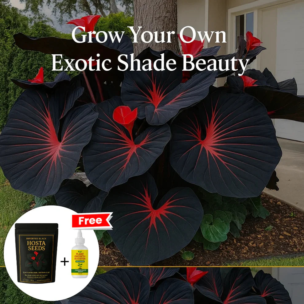 Imported Hosta Flower Seeds + Free Plant Growth Boost Supplement